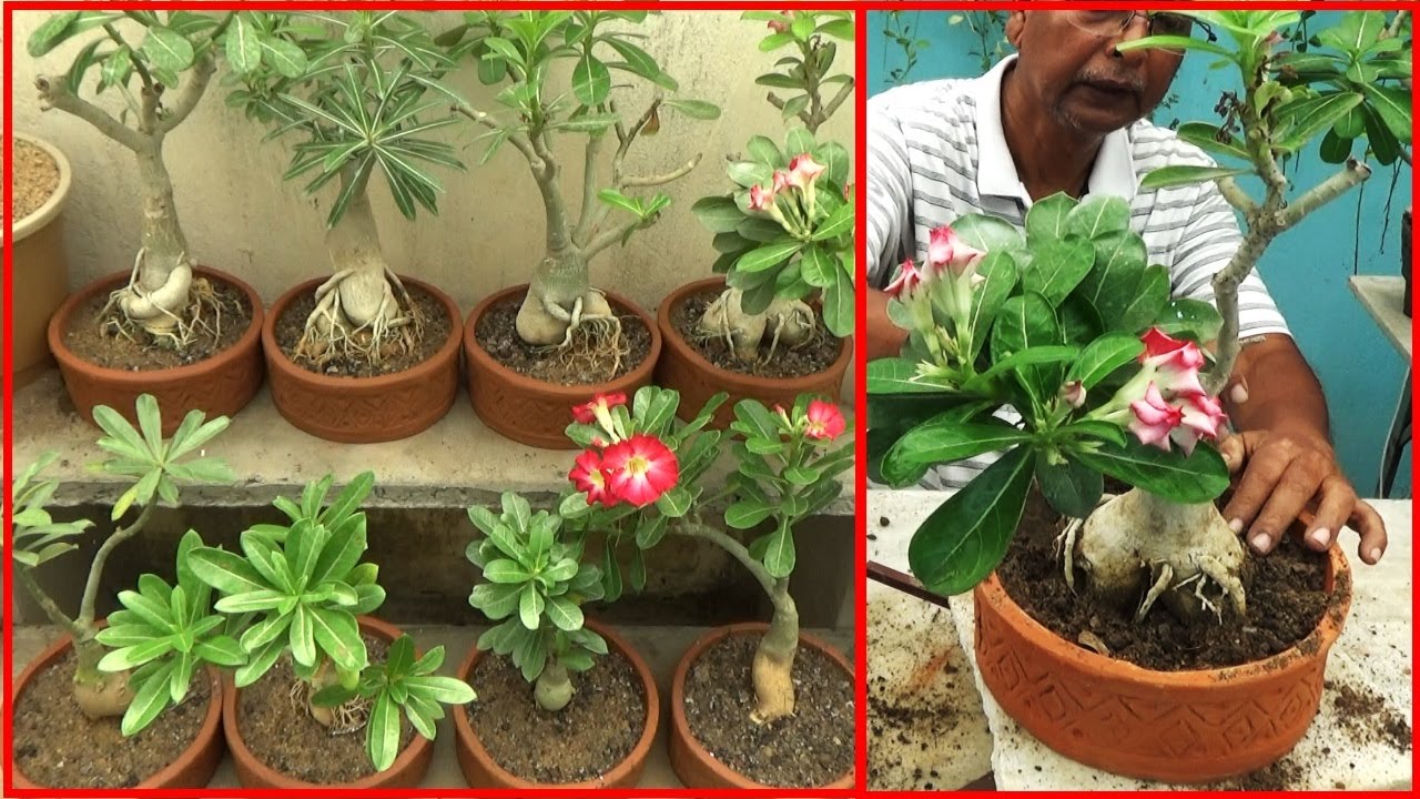Adenium repotting / Desert rose care (With English Subtitle)