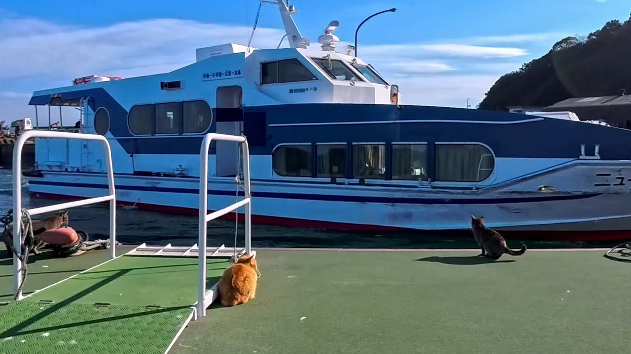 帰りのフェリーを待っていたら…桟橋に猫たちが集まってきて静かにお見送りしてくれた