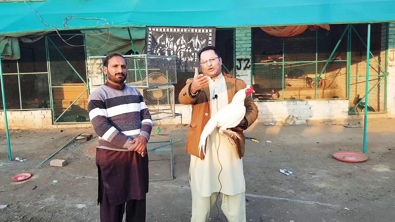 MashaAllah Classic Heera Mianwali Ka Shoq Karay| Mr. Nadeem Watoo Visit From Arif Wala | 03149000032