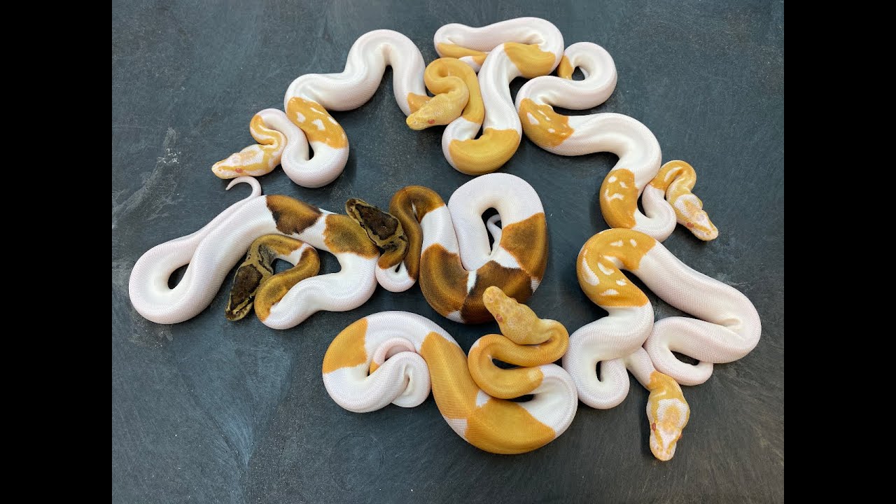 Oct. 2020 Ball Python egg-cutting and babies!  Albino Pieds!  Dreamsicles! Etc.!
