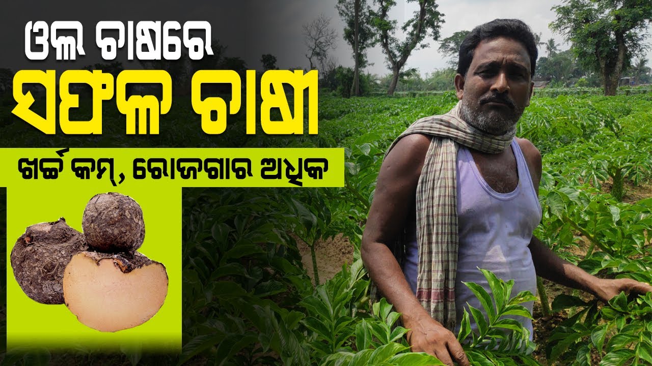 ଓଲ ଚାଷ କରି ଭଲ ରୋଜଗାର କରୁଛନ୍ତି ଚାଷୀ ( Elephant Foot Yam Farming in Odisha ). Successful Farmer.