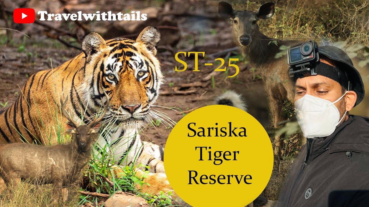 Sariska Tiger Reserve (Tehla Gate ) 4k Video in Hindi #youtube #sariska #safari #wildlife #tiger