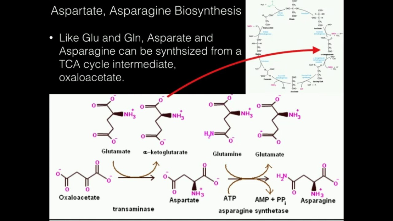 Aspartate, Asparagine Biosynthesis