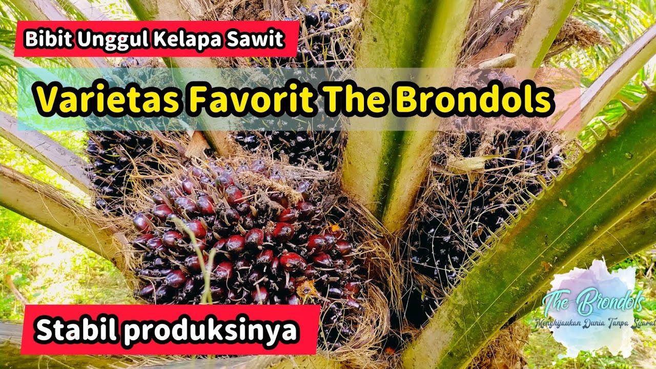 Bibit Unggul Kelapa Sawit || Bibit favorite The Brondols ||