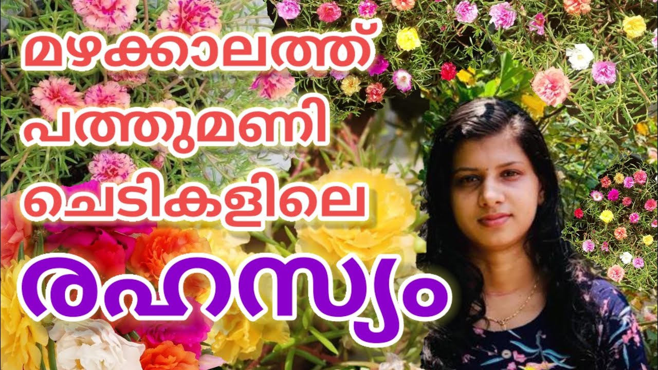 ഇങ്ങനെ ചെയ്താൽ പത്തുമണിചെടികൾ നശിക്കില്ല/How to care portulaca & Purslane Plants in Rainy Season