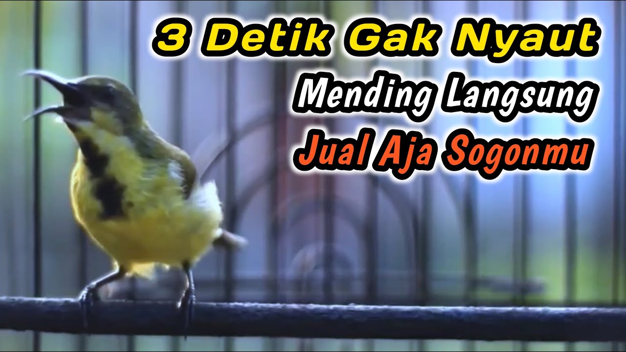 TEMBAKAN SOGON TROTOL NDASI PALING AMPUH UNTUK PANCINGAN PENGGACOR SEMUA‼️LANGSUNG RESPON GACOR