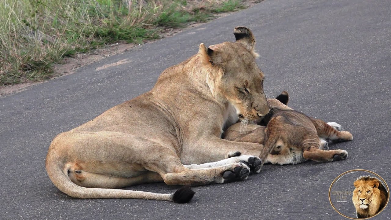 A Very Sad Lion Story - Lioness Searching For Lost Cub AGAIN