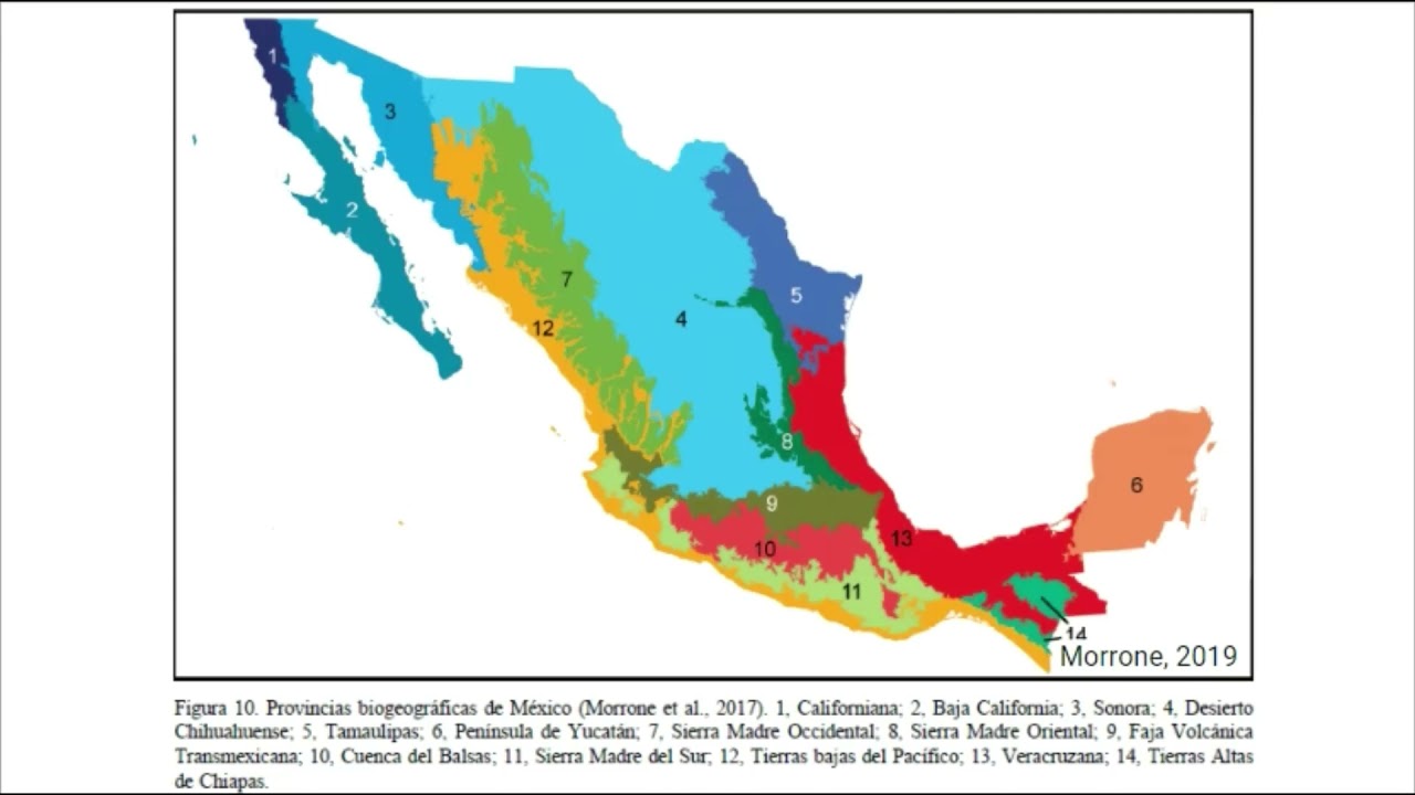 Regiones biogeográficas de México: Región Neotropical