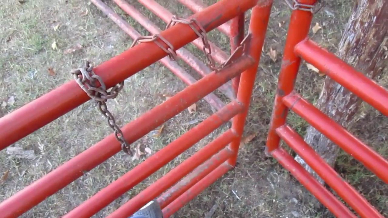 Овцы тратят много сена впустую