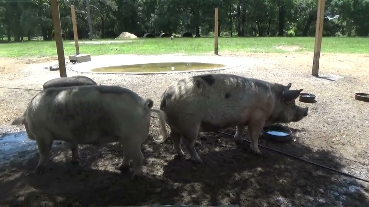 An afternoon at Rooterville Animal Sanctuary and Harvest Host located in Putnam County Florida.