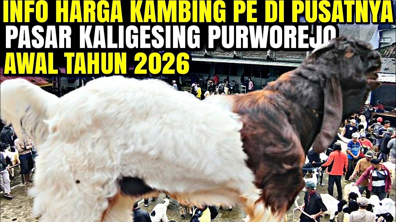 BLUSUKAN PASAR KALIGESING..!!! INFO Harga Kambing PE Awal 2026 Di PUSATNYA