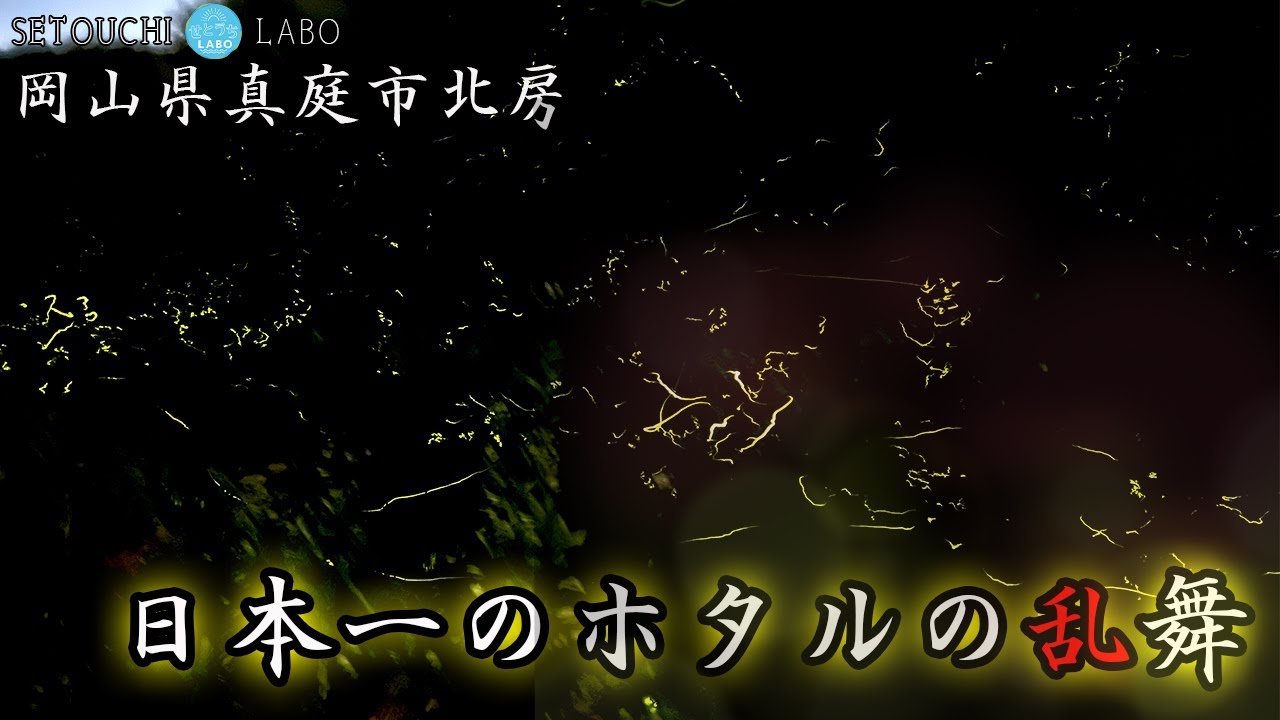 日本一のホタルの乱舞/岡山県真庭市北房