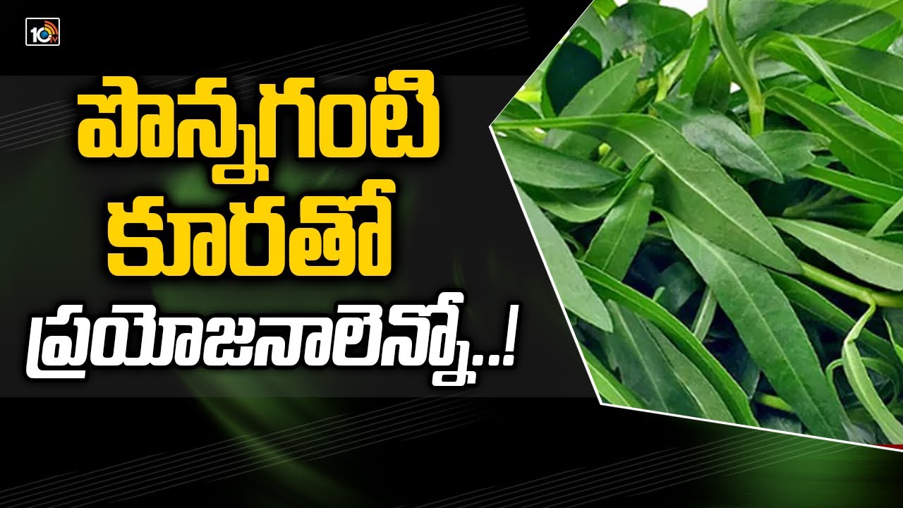 పొన్నగంటి కూరతో ప్రయోజనాలెన్నో..! | Health Benefits of ponnaganti Leaf | 10TV
