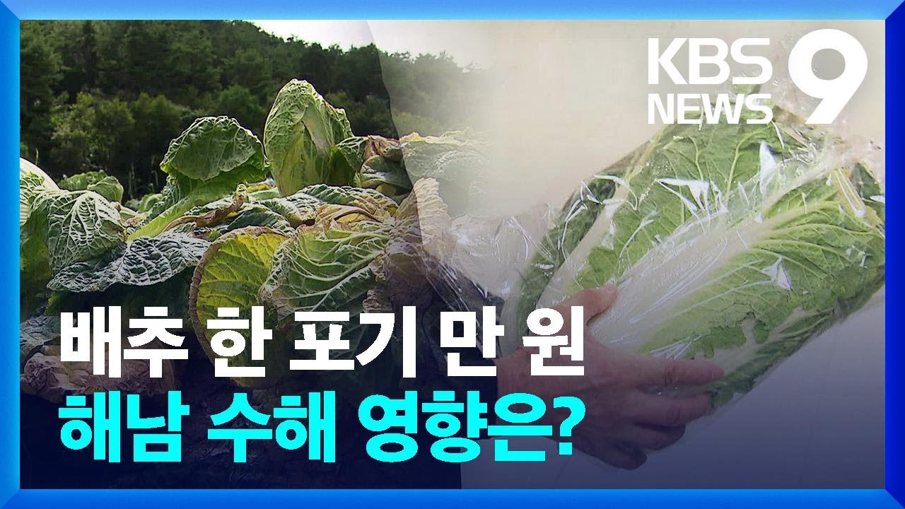 포기당 만 원 육박 ‘금배추’…해남 수해에 더 오르나 [9시 뉴스] / KBS  2024.09.28.