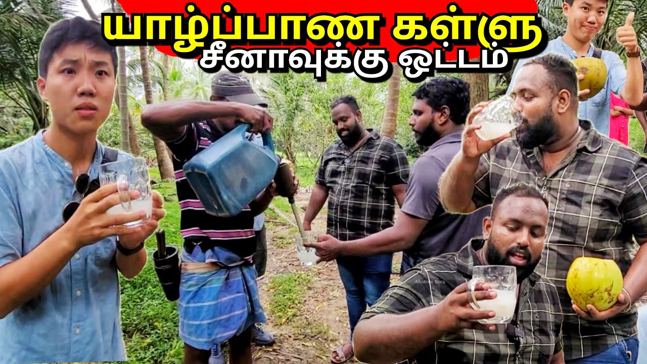 கள்ளு குடித்து மயங்கிய சீனாக்காரர்!🥴 யாழில் சம்பவம் Jaffna Toddy | Tamil Vlogs | Alasteen Rock