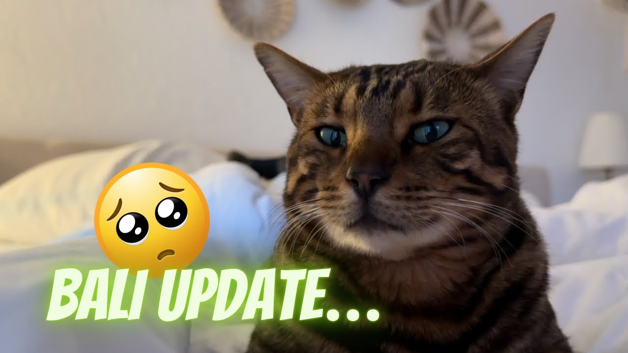 So geht’s dem armen Kätzchen heute – nach seiner Wurmbehandlung. 😿