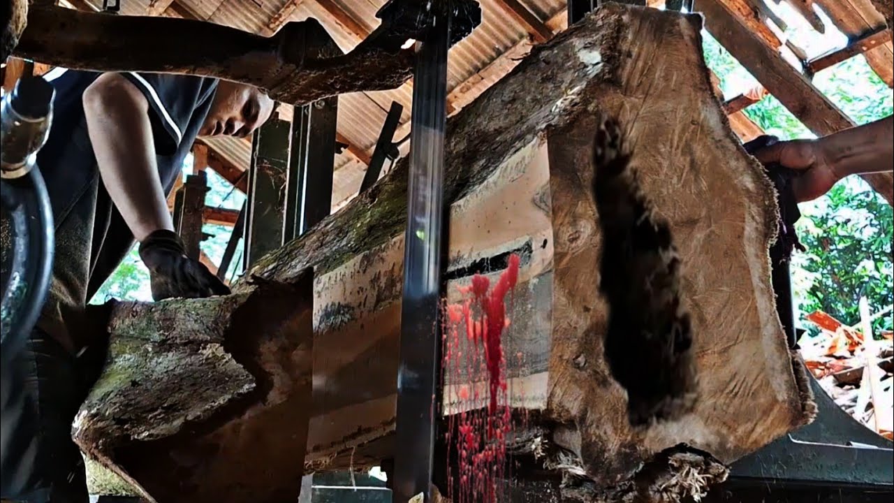 A surprising unexpected guess while sawing an old teak log worth hundreds of millions of dollars