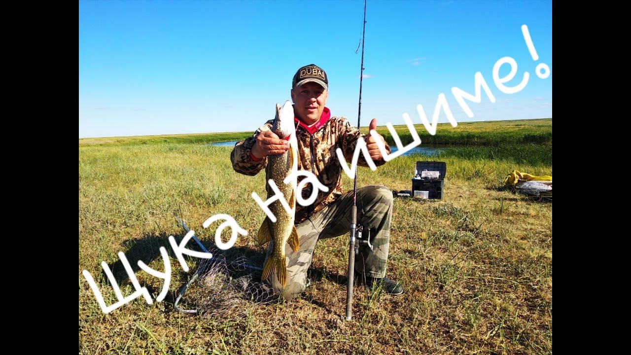 Щука на Ишиме.Рыбалка на щуку,щука на живца и блесну.