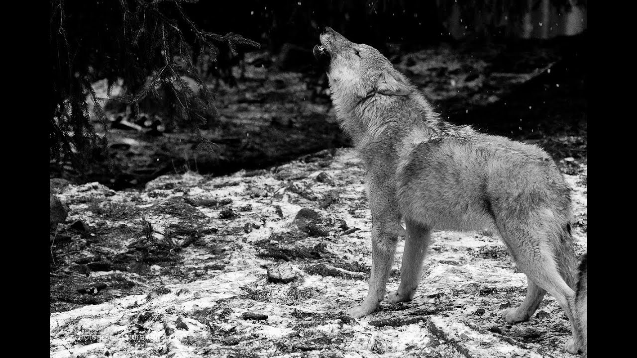 Ululato lupo DA BRIVIDI!  (IR Plus 110 gradi) - Wild Wolf Howling (Canis lupus italicus)