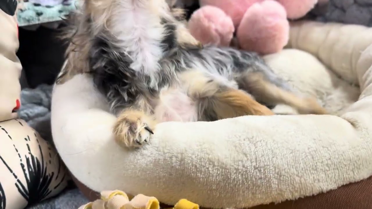 Toby M Morkie video 3-19-26