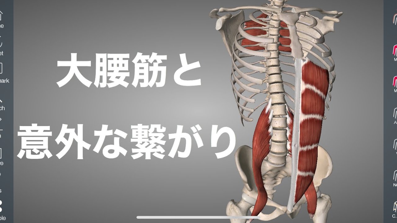 大腰筋と肩甲骨、腹筋との繋がりを解剖学的に解説してみた