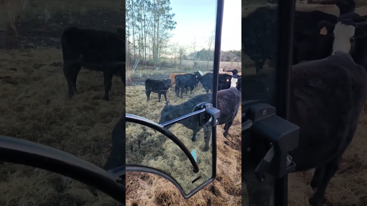 cow battle #cattle #domination #ranch #farm #countryliving #fight