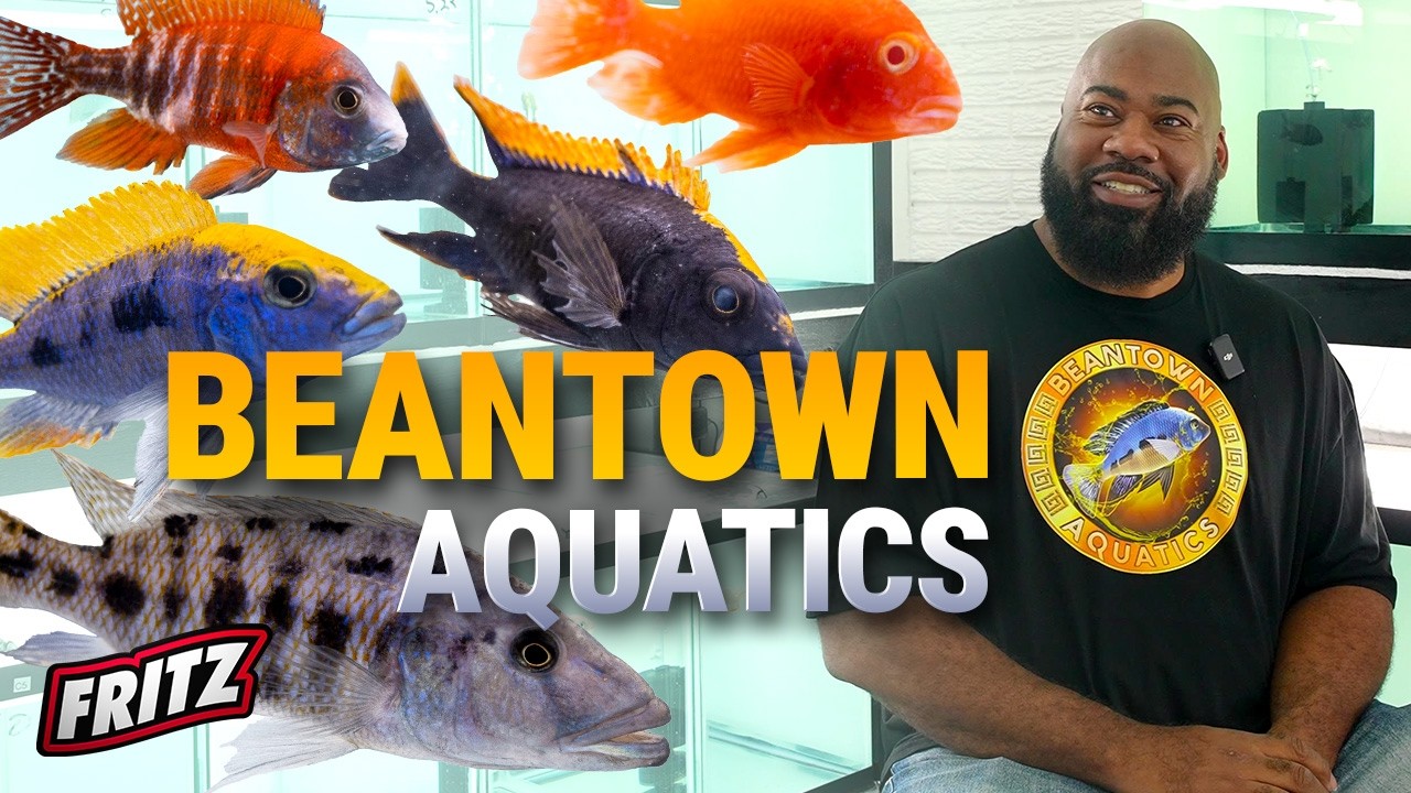 How a Fish Hobby Turned Into a Thriving Business