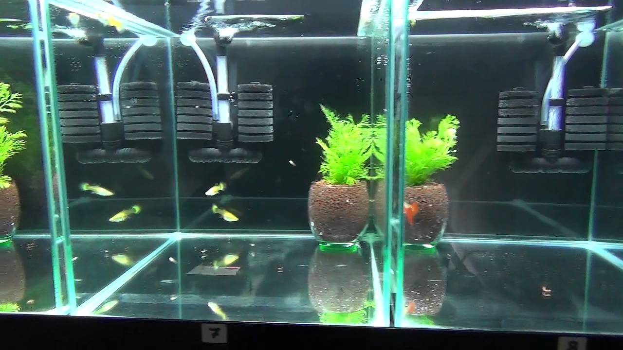 Guppy Room
