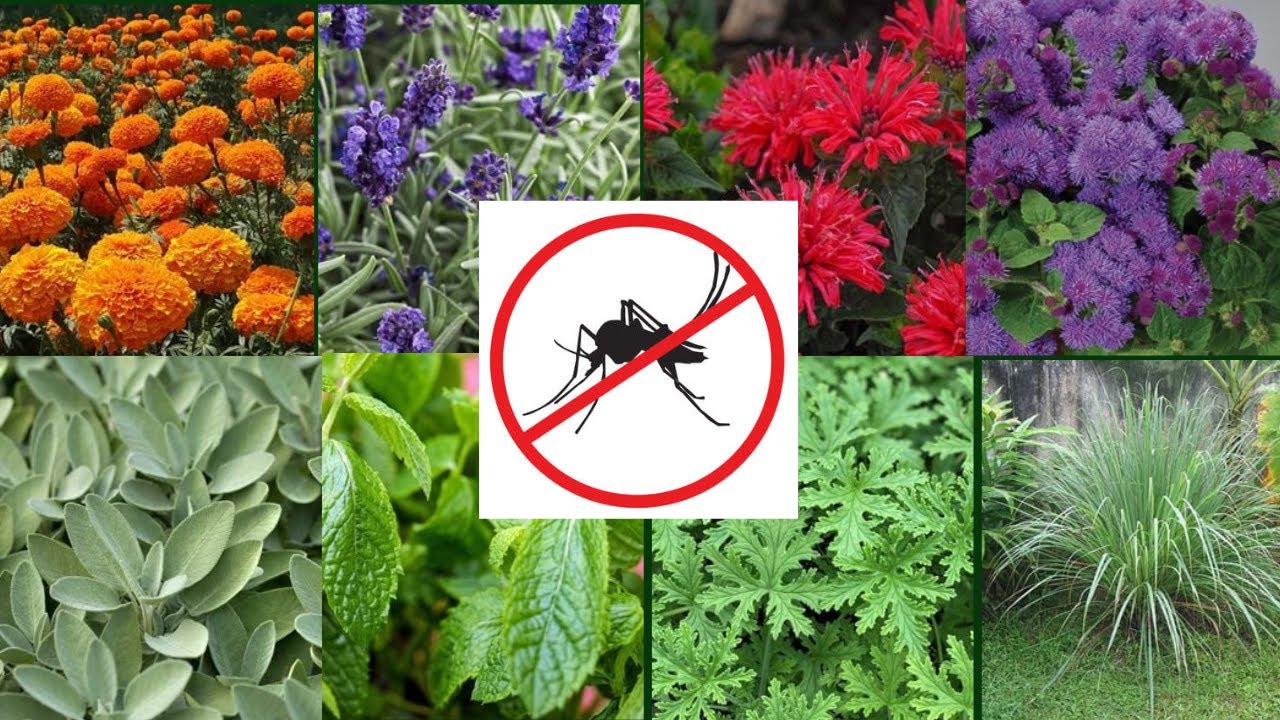 10 plants that keep mosquitoes and flies away / Plants That Mosquitoes Hate/#landofideas
