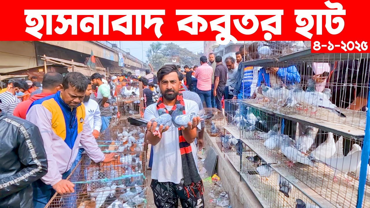 হাসনাবাদ কবুতর হাট ৪-১-২০২৫ || kobutor hat 2025 || pigeon market bd || Dhaka kabouter bazar