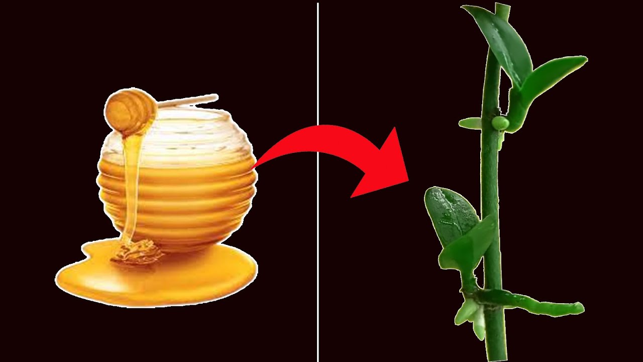 Menumbuhkan Keiki Dengan Bahan Madu