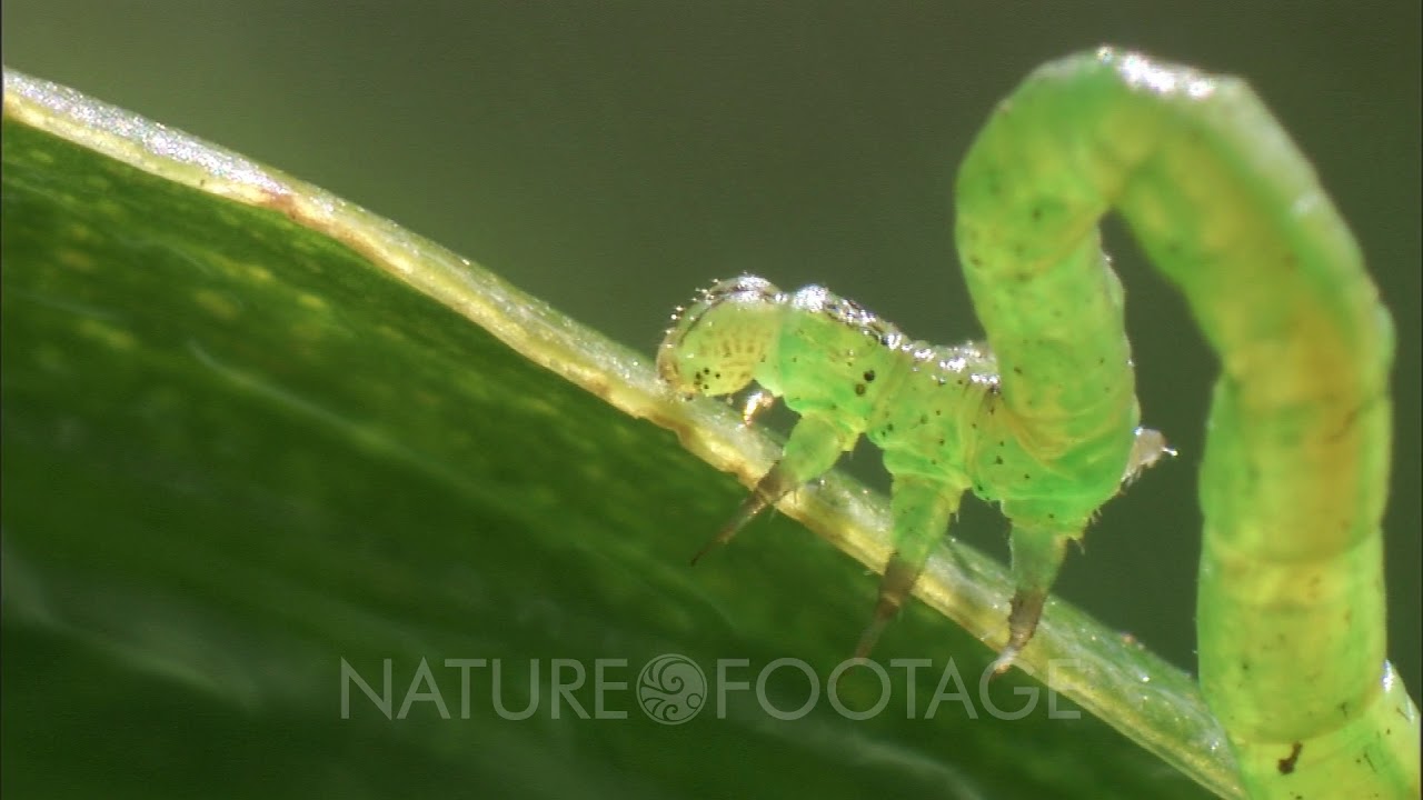 Cu Predatory Caterpillar Walking On Green Leaf, Hunting