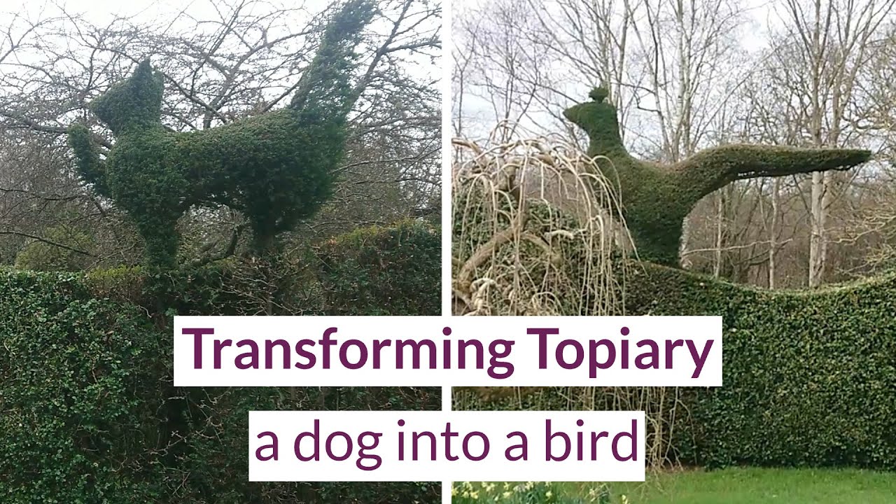 EBTS UK - Transforming Topiary - a dog in to a bird