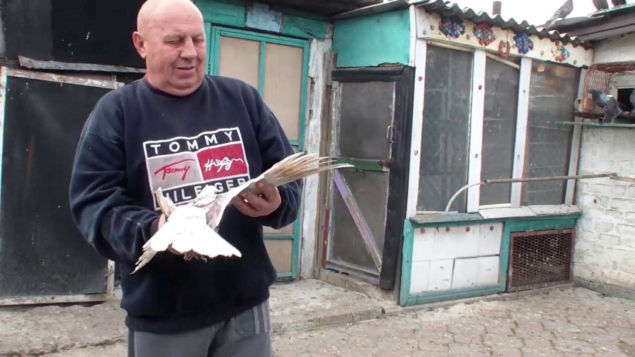 Голуби толика давыденко часть 1