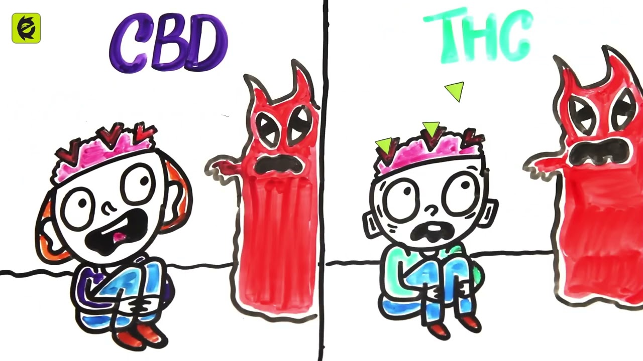 THC vs CBD: Открийте разликите в канабиса!