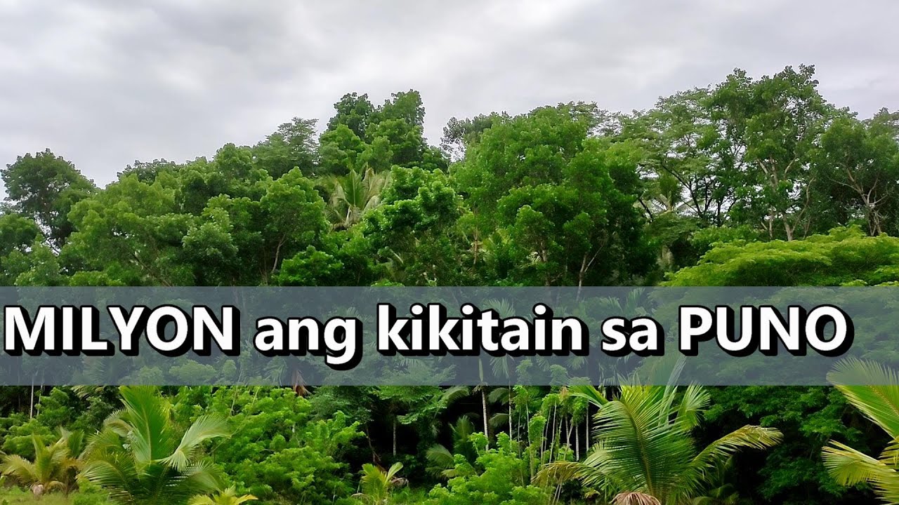 Magkano Ang Kikitain Sa Pagtatanim ng Puno?