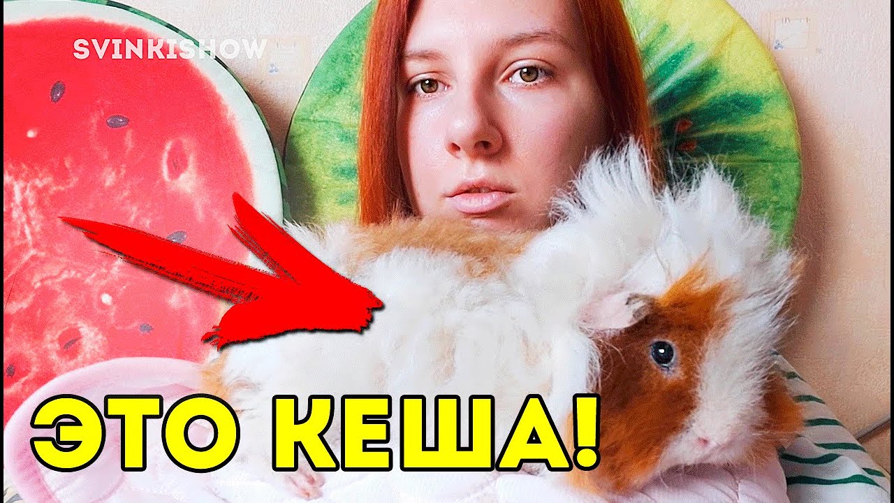 АЛЛЕРГИЯ НА МОРСКУЮ СВИНКУ. СЕЛА НА ВАЛИКА. SvinkiShow