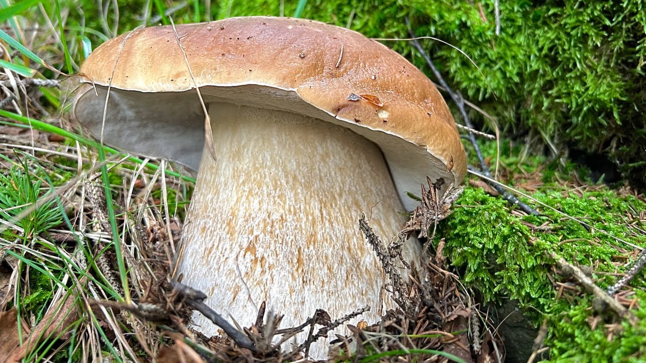 I FUNGHI SONO SEMINATI !!!! ➖ PORCINI 2023.