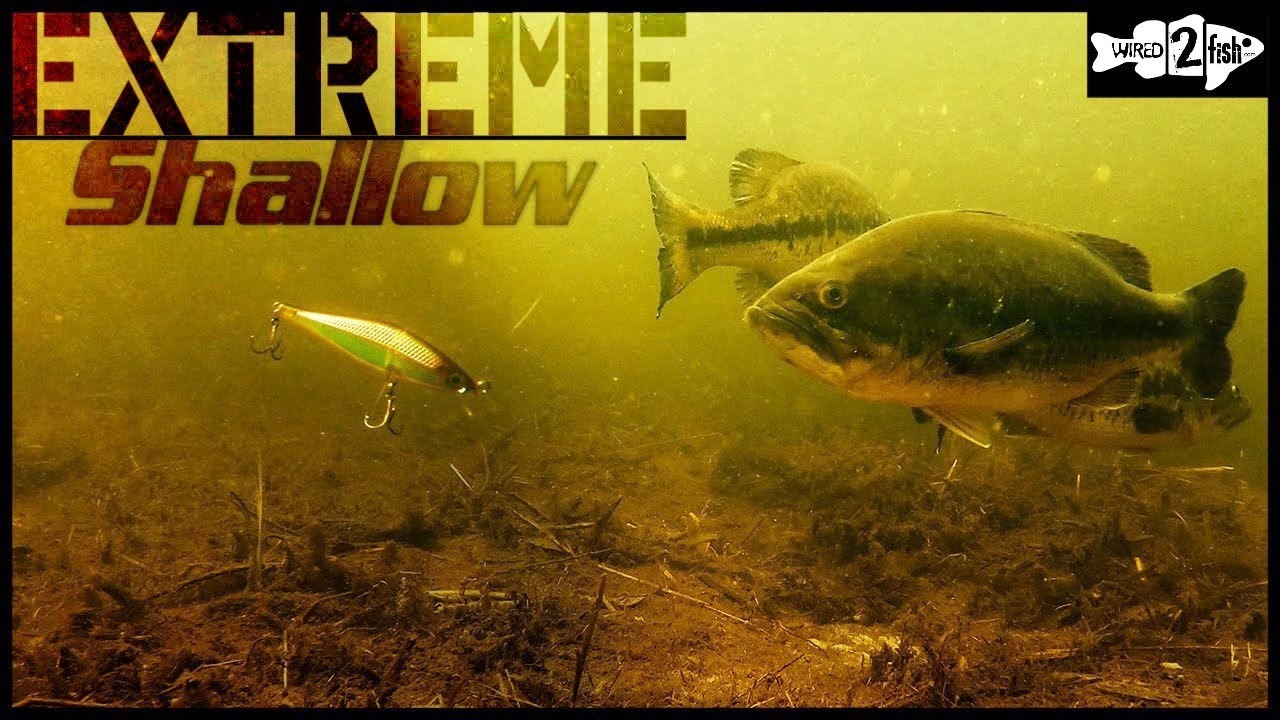 When and How to Catch Bass on Jerkbaits in Shallow Water