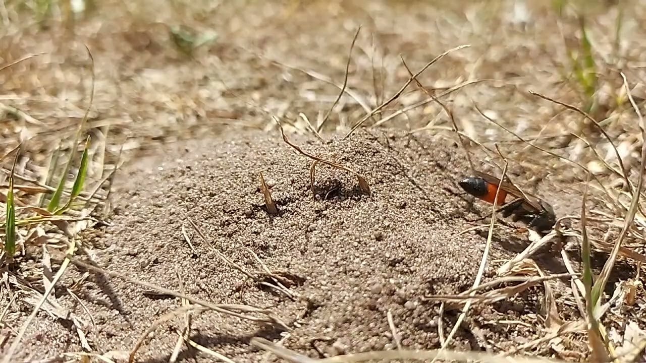 Nęk świerszczojad (Sphex funerarius ), taka sobie osa żądł&oacute;wka