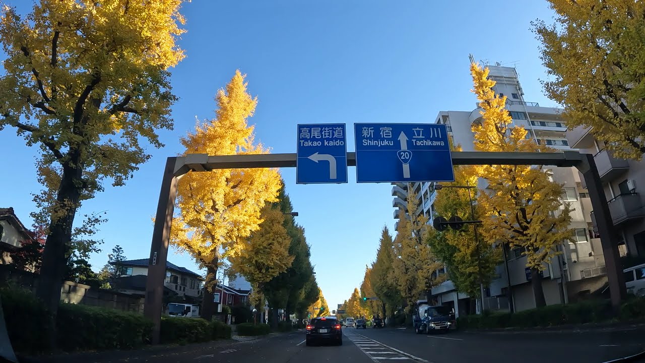 【東京都】イチョウ紅葉ドライブ｜JR高尾駅→都内