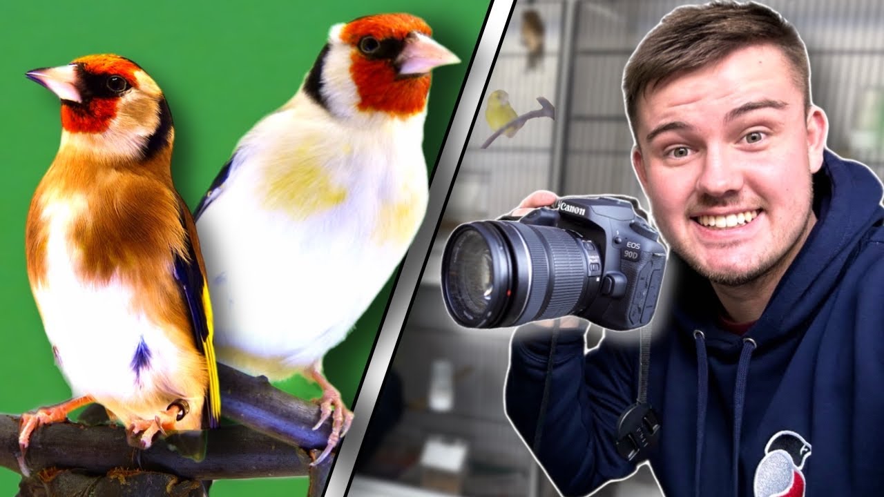 My *NEW* Bird Photography Studio!