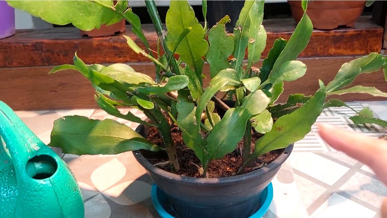Cacto Orquídea Como Preparar para Florescer