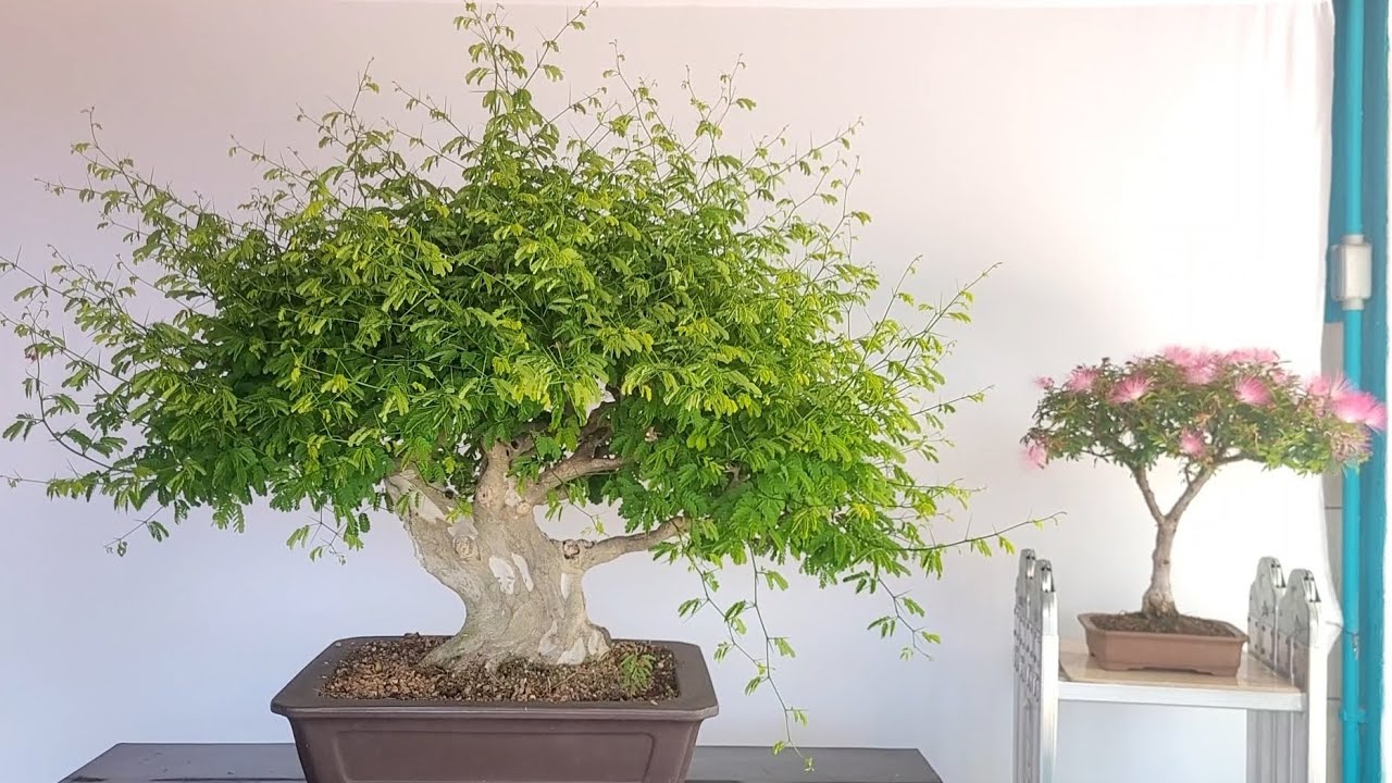 A Explosão do Pithecolobium Tortum na Primavera. 