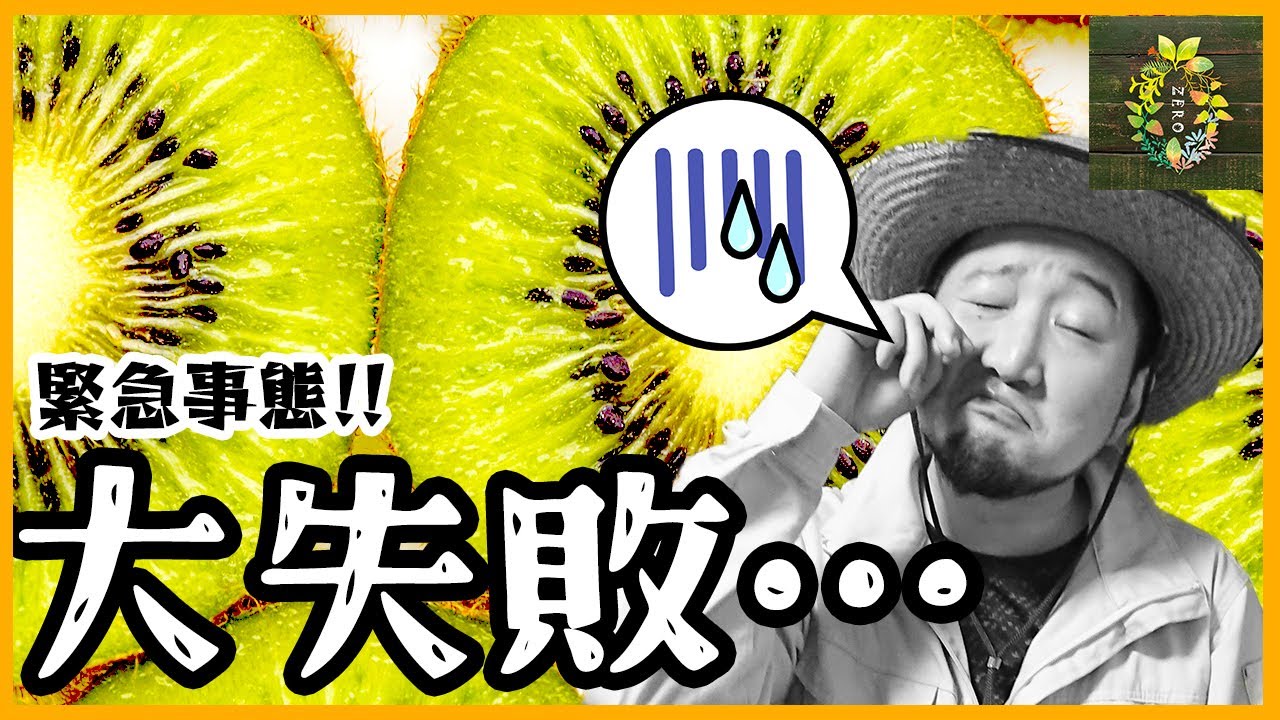 【悲報】スーパーで買ったキウイ種から育ててみたらとんでもないことになった…【再生栽培】