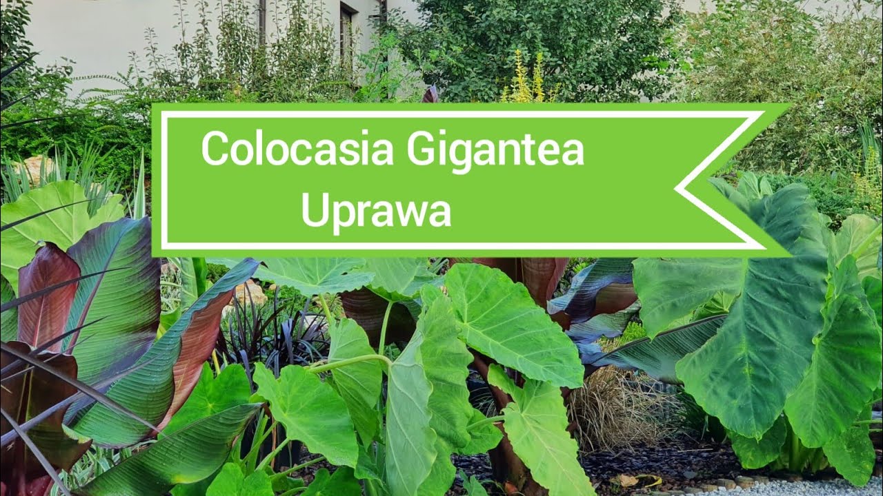 O uprawie Colocasii Gigantea, jaki sposób zimowania sprawdza się u nas 🍀 #28