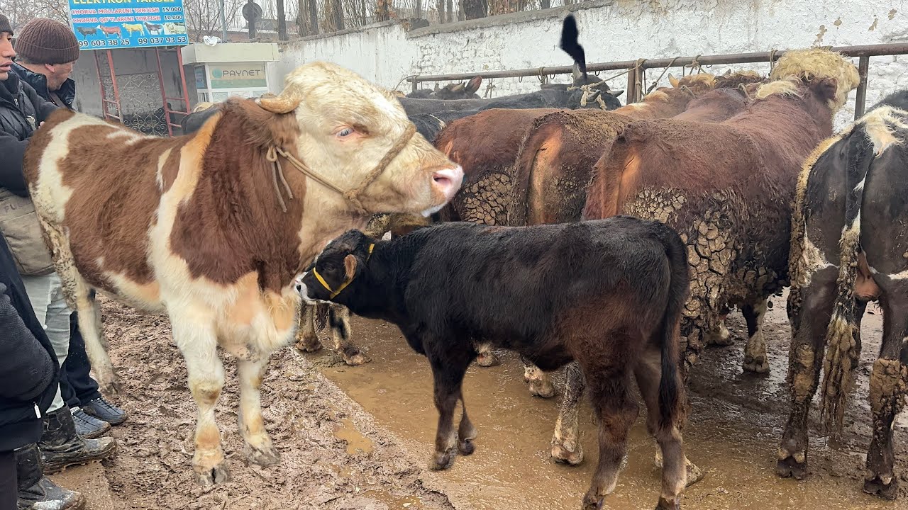 ТЕРГАЧИ БУҚА БОЗОР НАРХЛАРИ САВДО ЙЎҚ🧐БОЗОРДА. 
