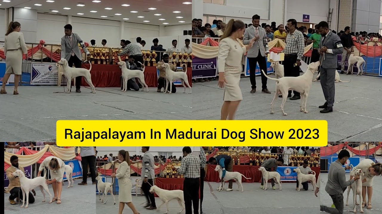 Rajapalayam Dogs In Madurai 2023 Show || Dogshow ||Trending ||Indian breeds @veyiloduvilayadu3388