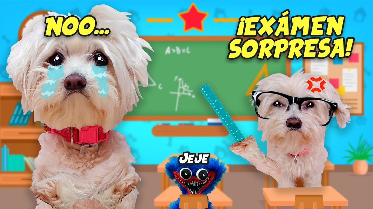 ¡Mi PERRO NO quiero VOLVER al COLEGIO porque Huggy Wuggy se PORTA MAL! Vídeos de Perros
