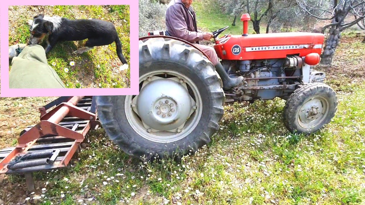 AH BİRDE KÖPEKTEN ÇEKEBİLSEYDİM (Massey Ferguson 135 )